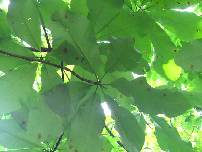 IMG_2203 (Populus tremuloides).jpg