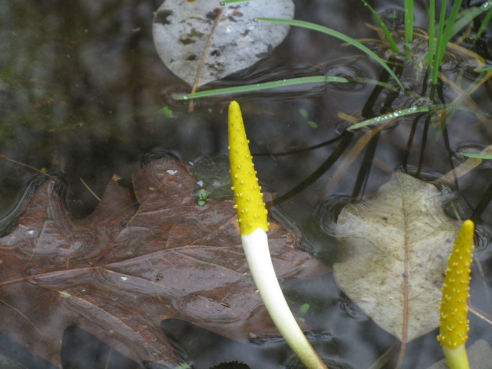 Orontium aquaticum