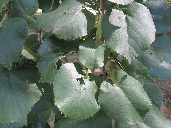 IMG_2203 (Populus tremuloides).jpg