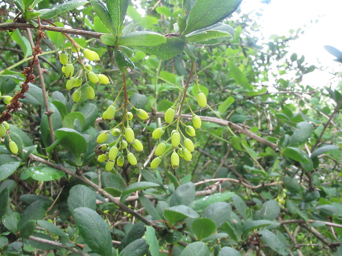 IMG_2203 (Populus tremuloides).jpg