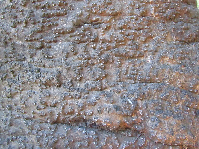 IMG_2203 (Populus tremuloides).jpg