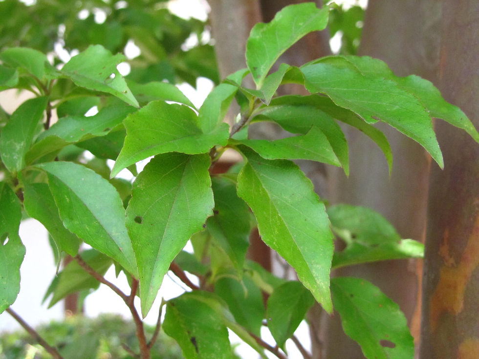 Stewartia monadelpha
