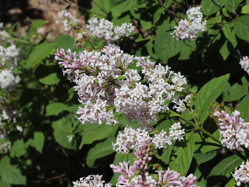 Syringa villosa