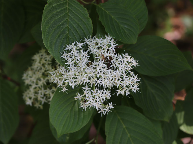 IMG_2203 (Populus tremuloides).jpg