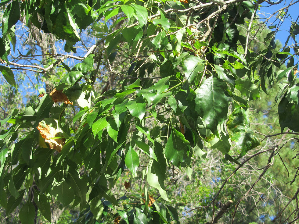 Fraxinus velutina 'Modesto'