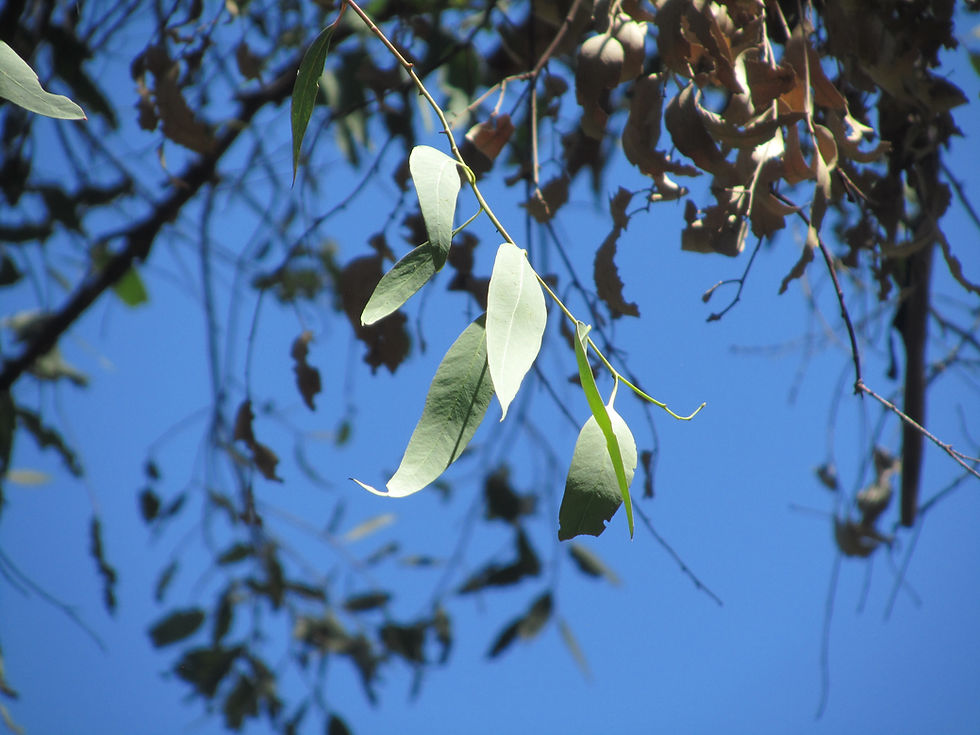 Eucalyptus dalrympleana
