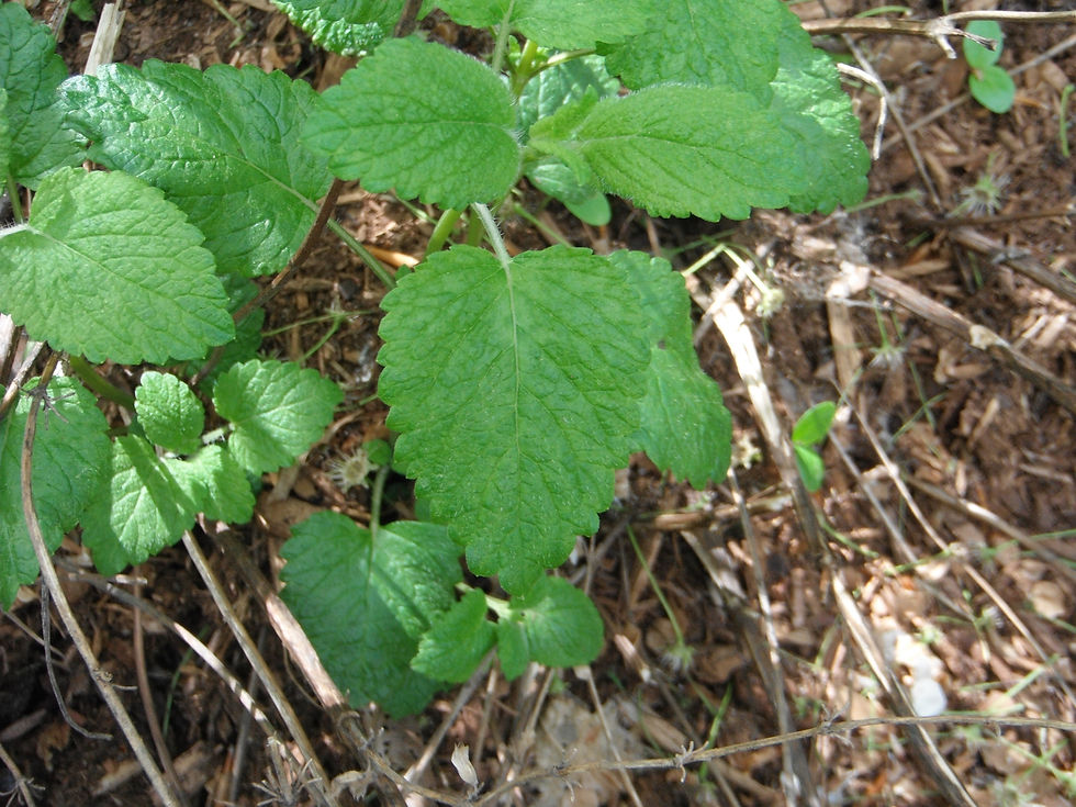 Melissa officinalis