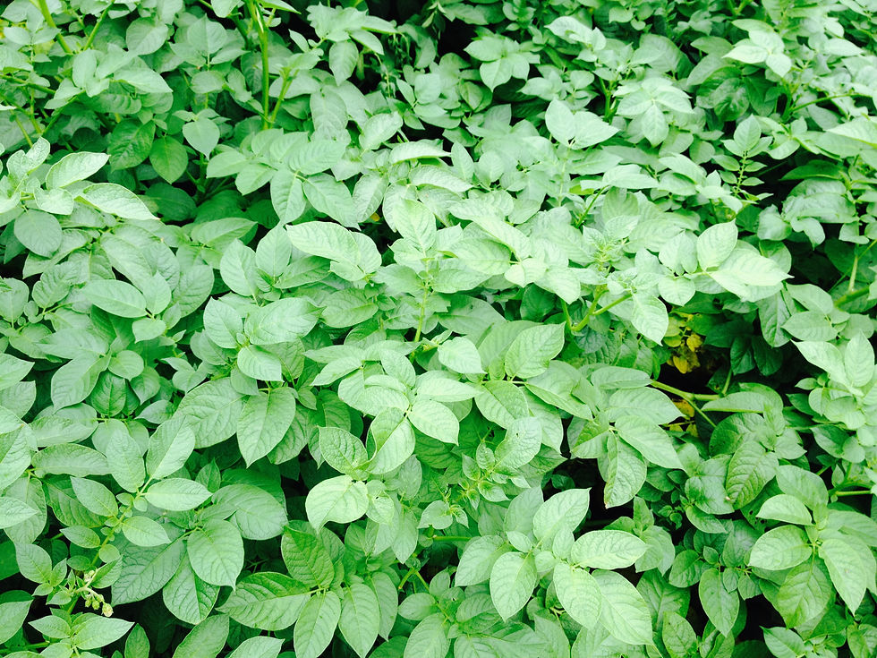 Solanum tuberosum