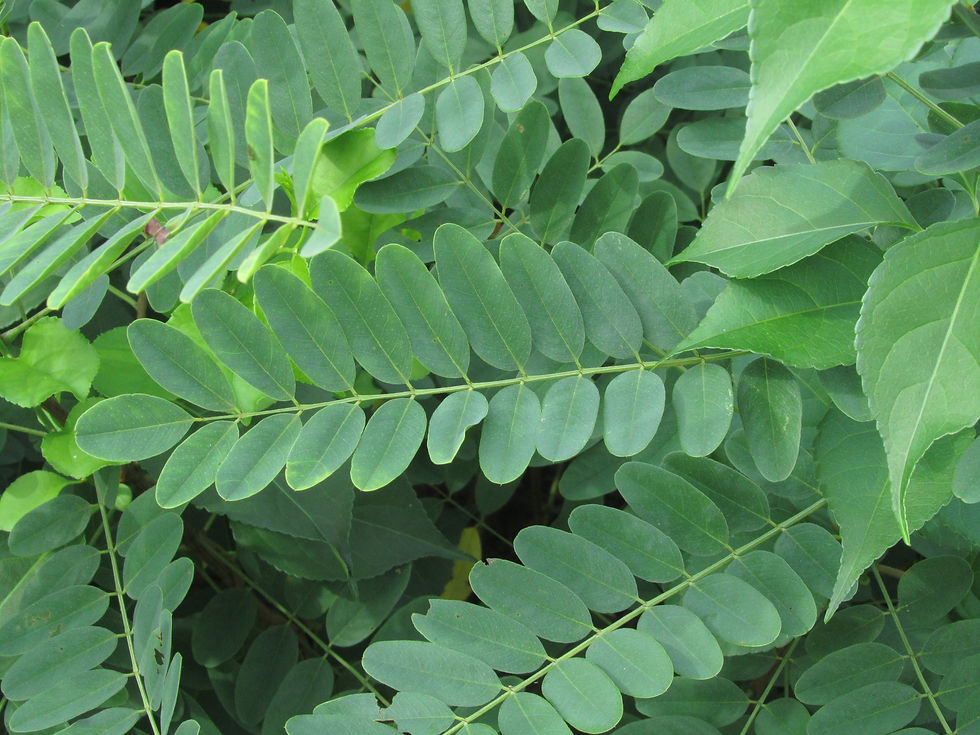 Amorpha fruticosa
