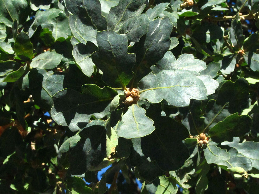 Quercus douglasii