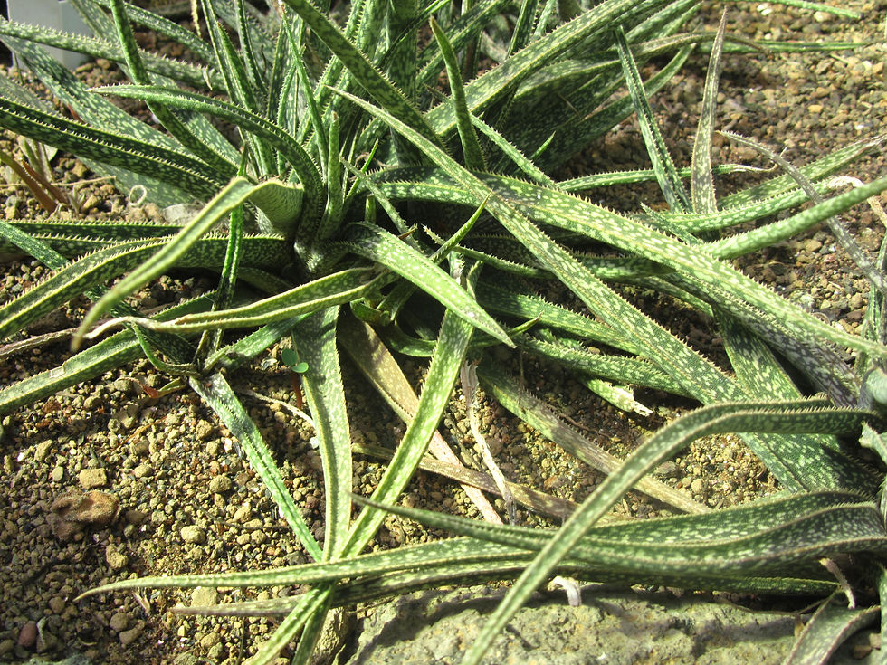 Aloe perryi