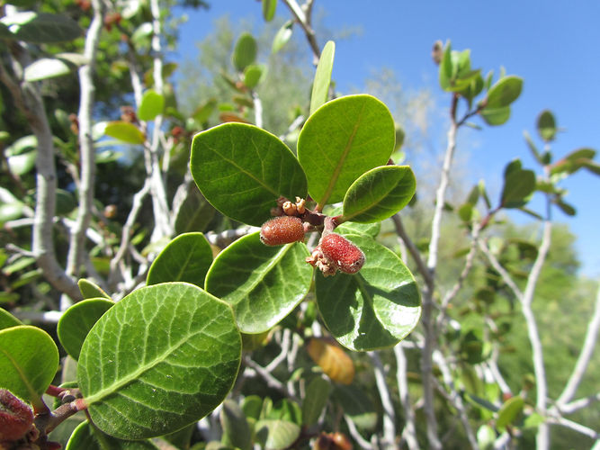IMG_2203 (Populus tremuloides).jpg