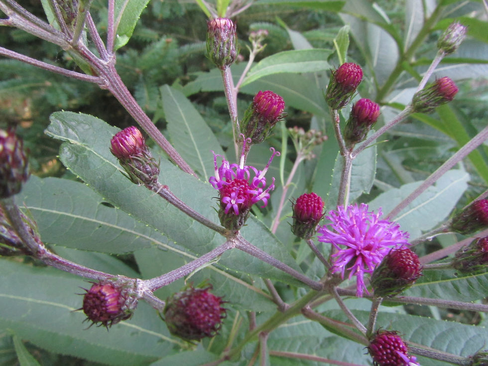 Vernonia noveboracensis