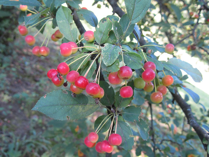 IMG_2203 (Populus tremuloides).jpg