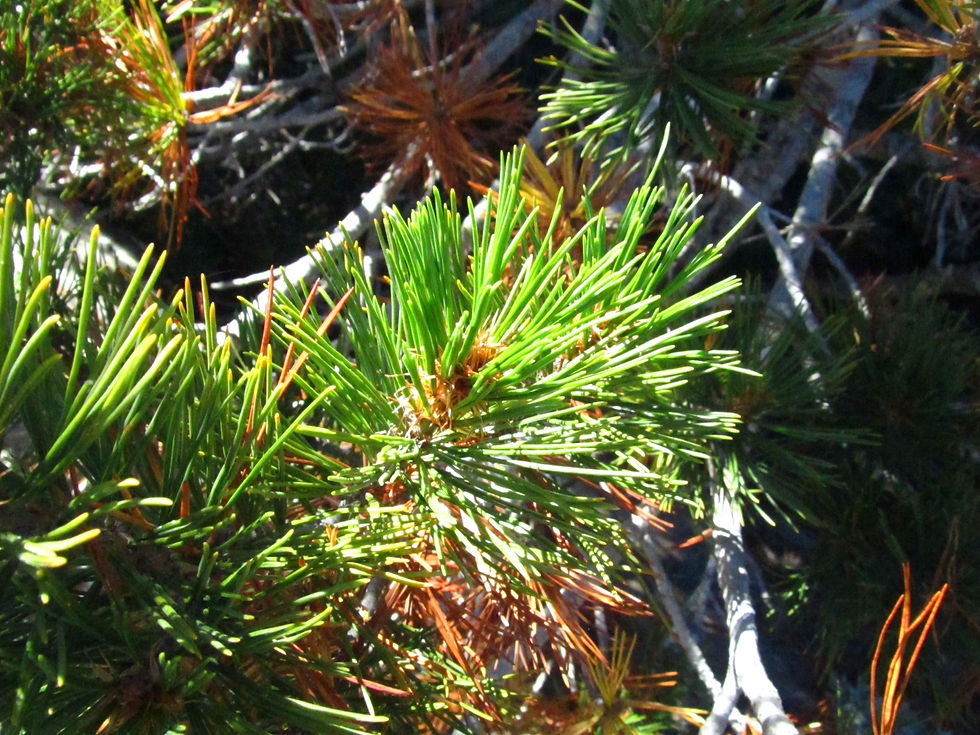 Pinus albicaulis