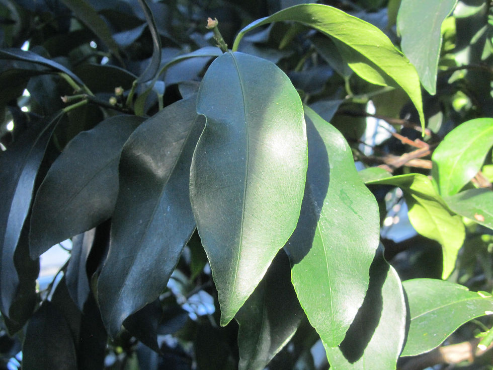 Citrus japonica