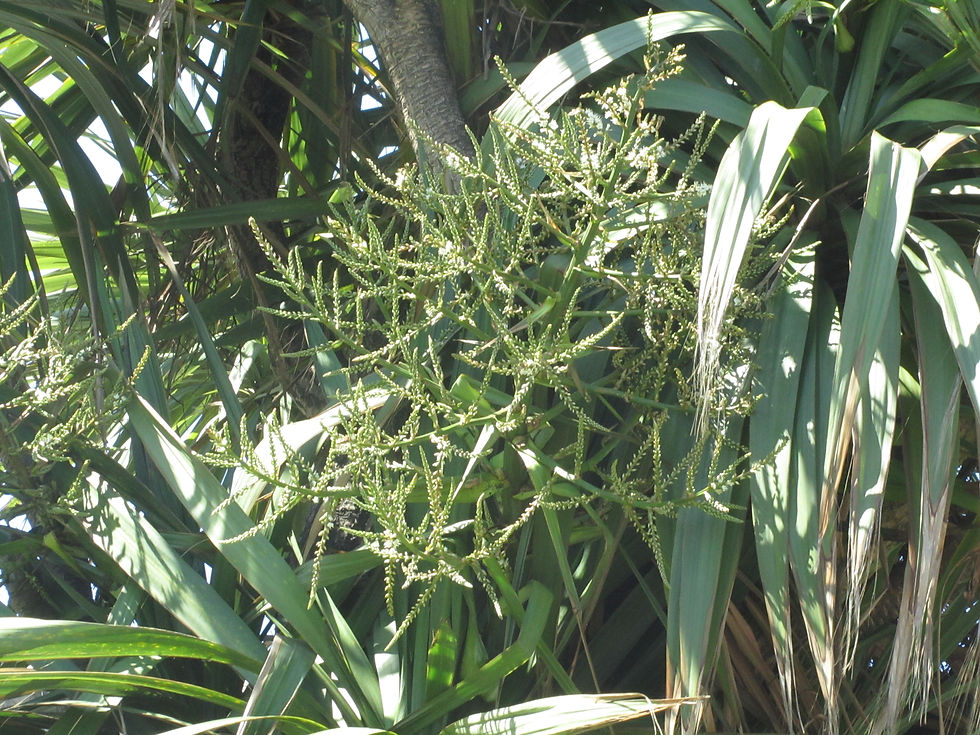 Cordyline australis
