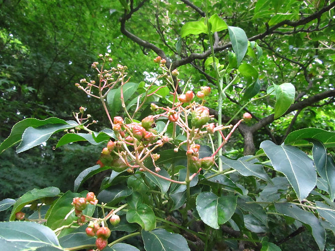 IMG_2203 (Populus tremuloides).jpg
