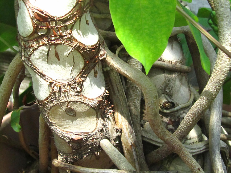 Thaumatophyllum bipinnatifidum