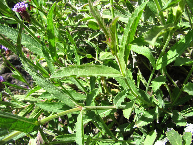 IMG_2203 (Populus tremuloides).jpg