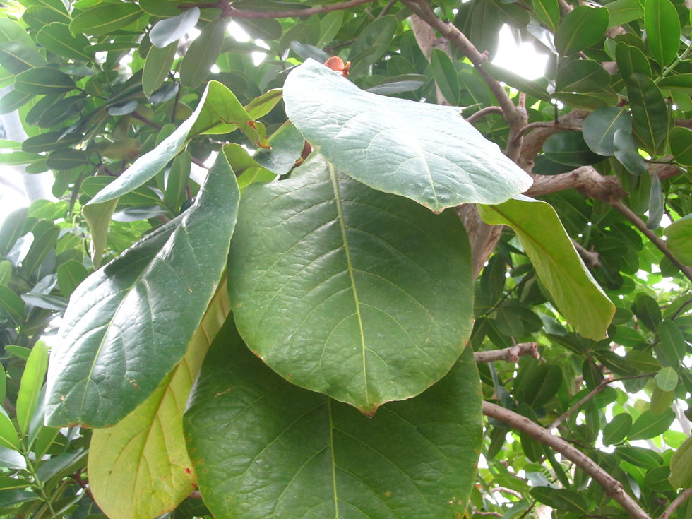 Terminalia catappa