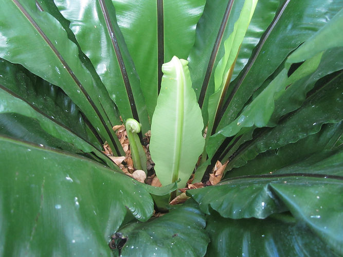 IMG_2203 (Populus tremuloides).jpg