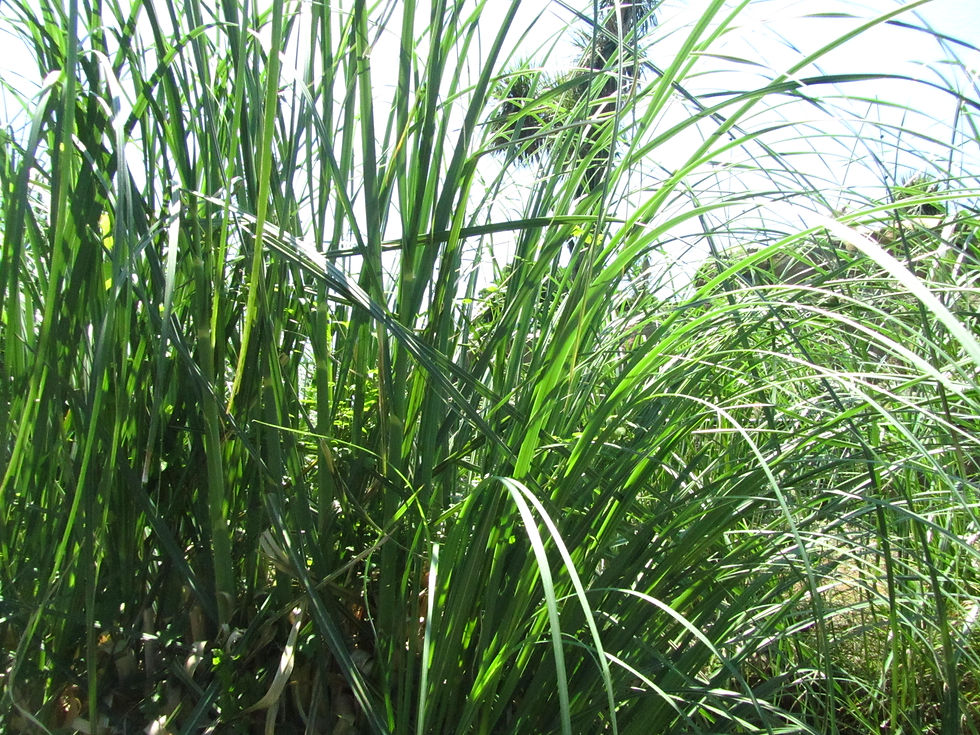 Cortaderia selloana