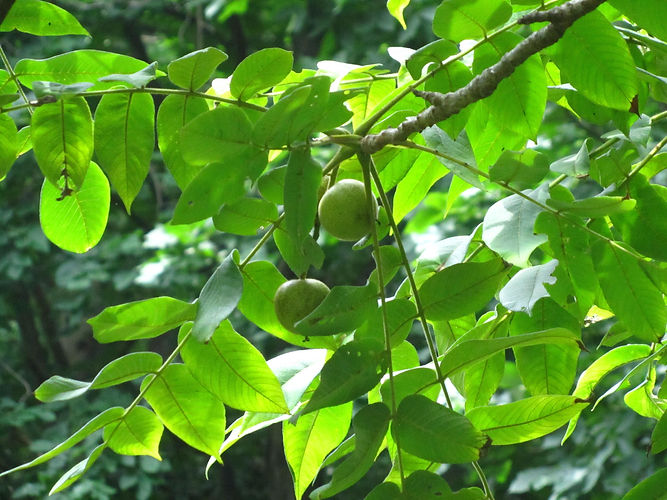 IMG_2203 (Populus tremuloides).jpg