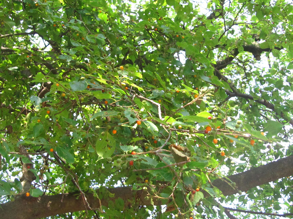 Celtis sinensis