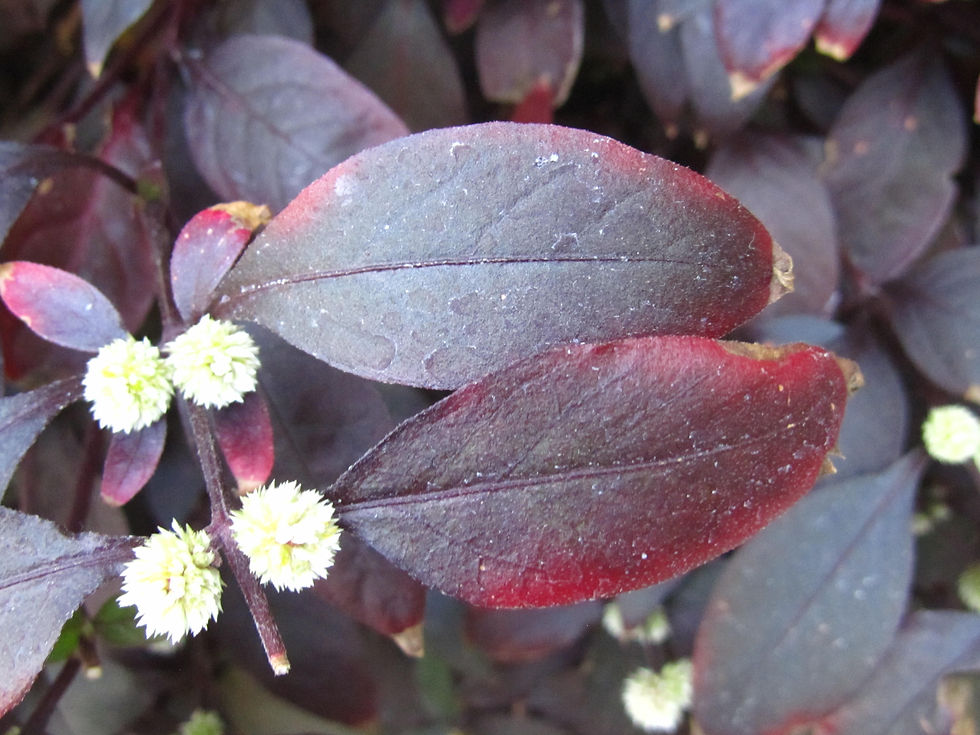 Alternanthera brasiliana 'Rubiginosa'