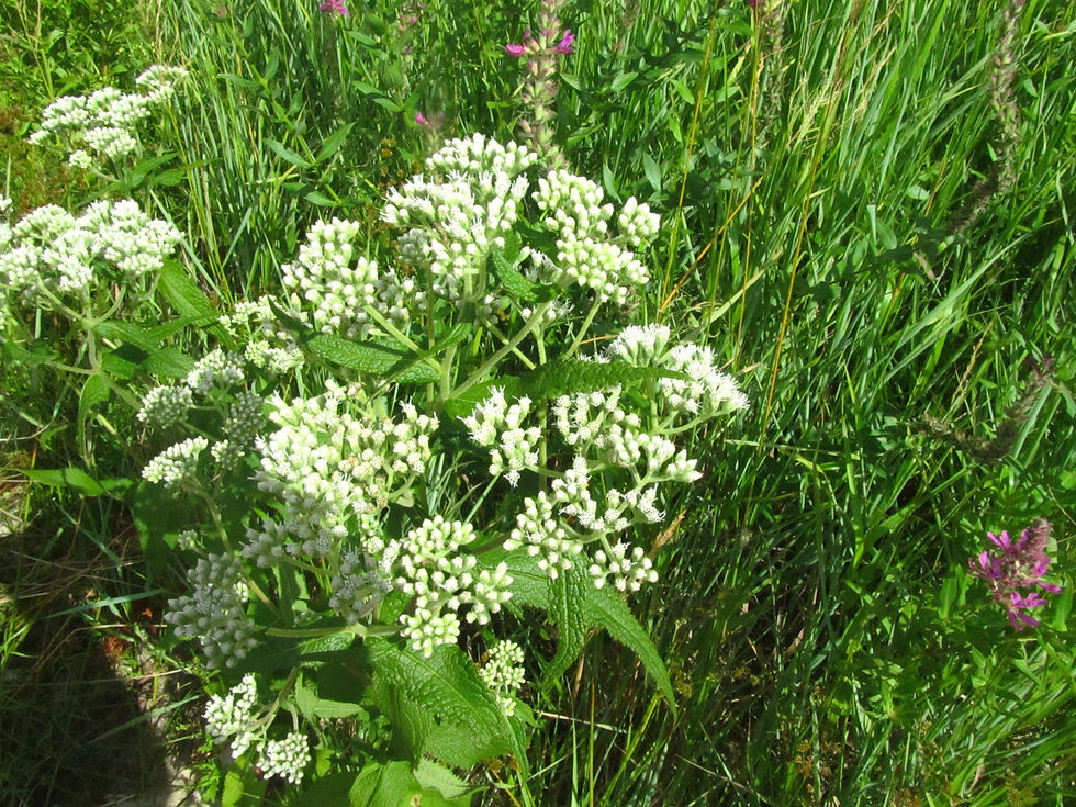 Eupatorium perfoliatum