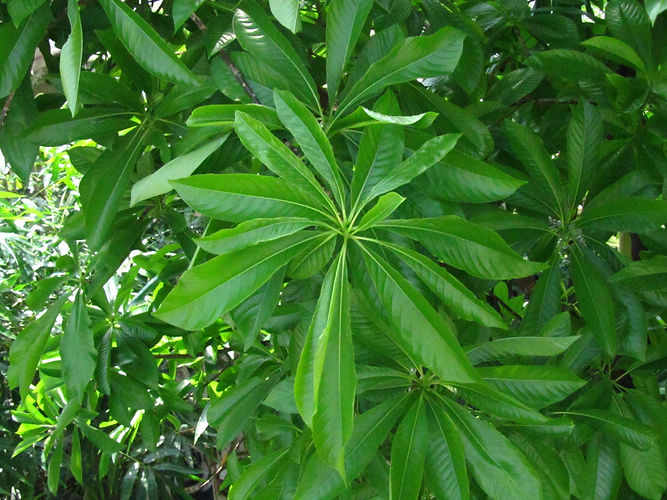 IMG_2203 (Populus tremuloides).jpg