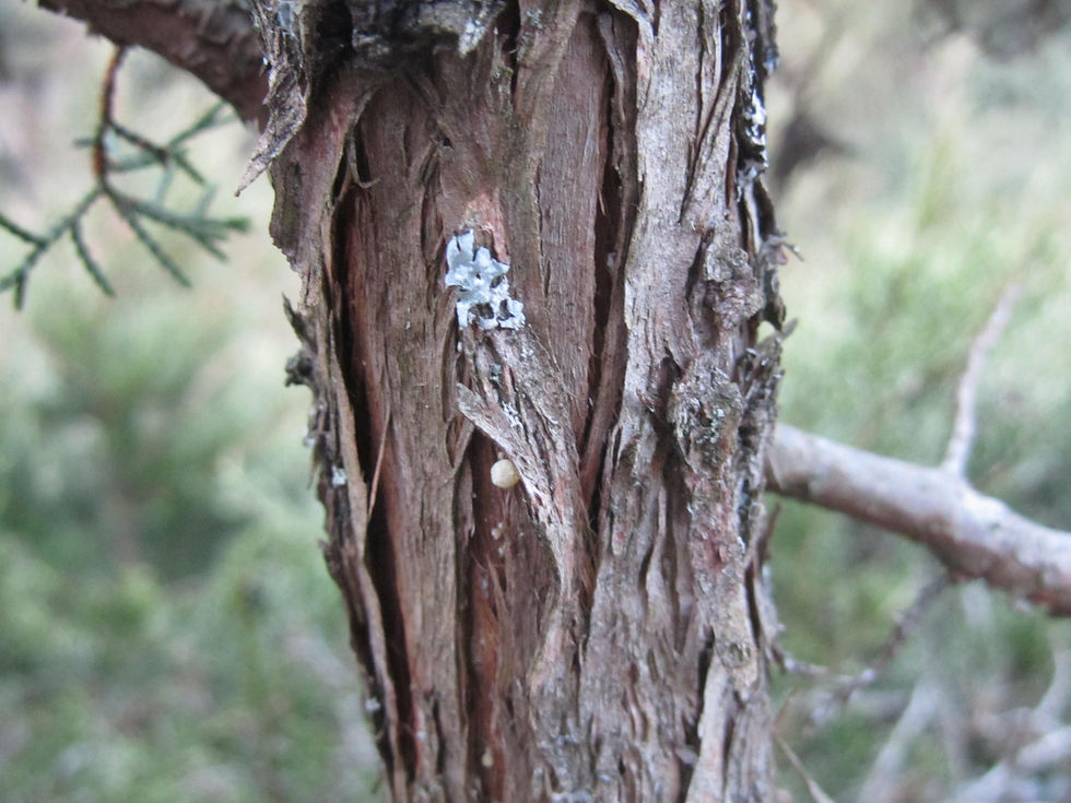 Juniperus pinchotii