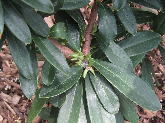 IMG_2203 (Populus tremuloides).jpg