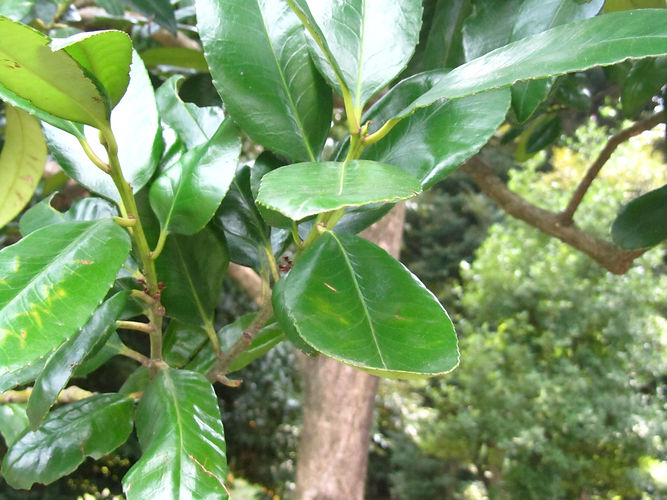 IMG_2203 (Populus tremuloides).jpg