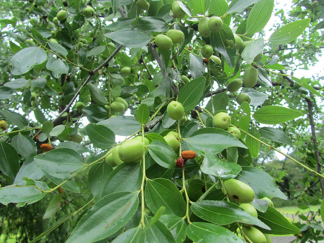 IMG_2203 (Populus tremuloides).jpg