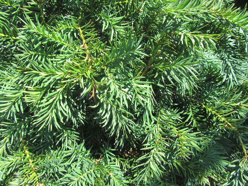 Taxus baccata 'Repandens'
