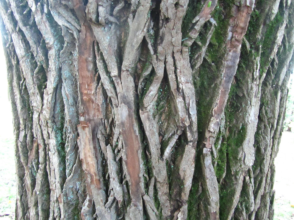 Kalopanax septemlobus