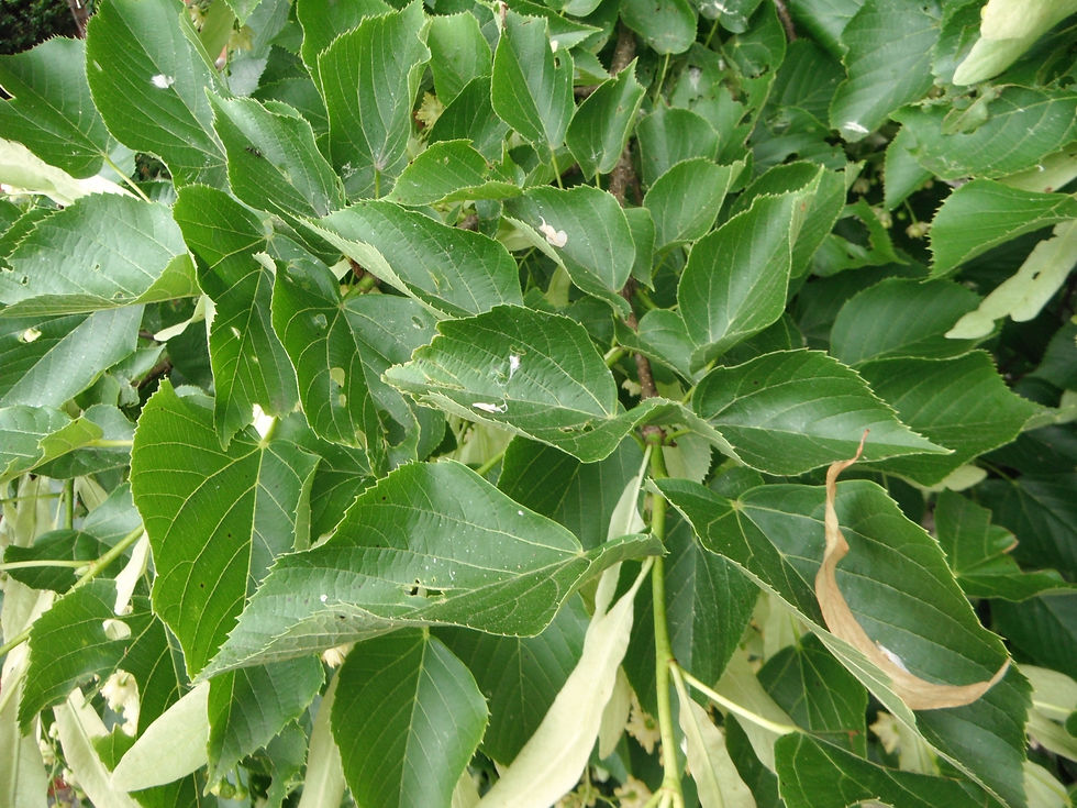 Tilia x europaea