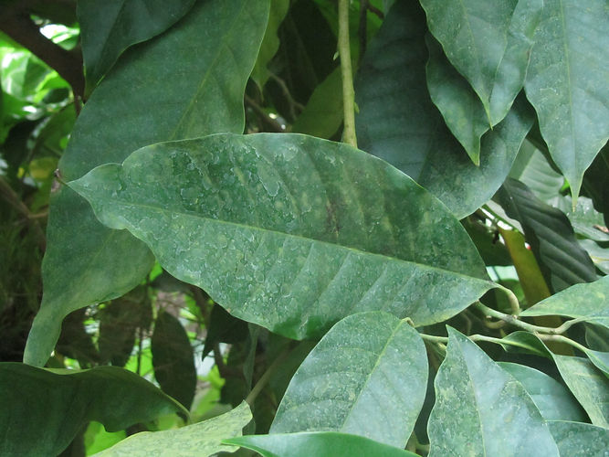 IMG_2203 (Populus tremuloides).jpg