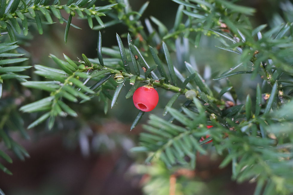 Taxus canadensis