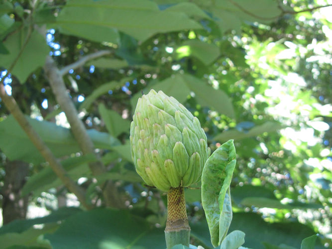 IMG_2203 (Populus tremuloides).jpg