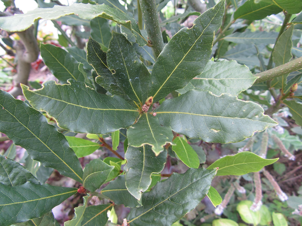 Laurus nobilis