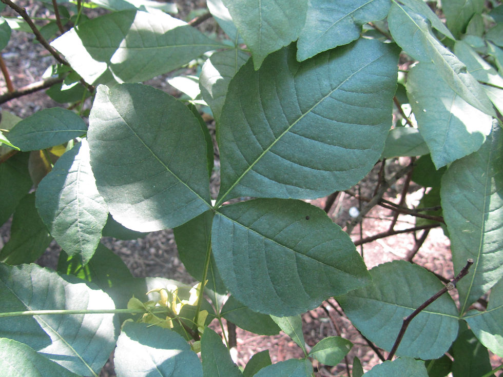 Ptelea trifoliata ssp. trifoliata