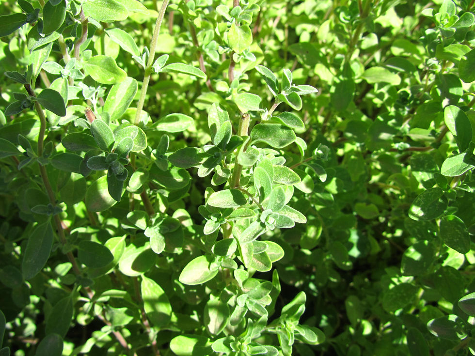 Origanum vulgare