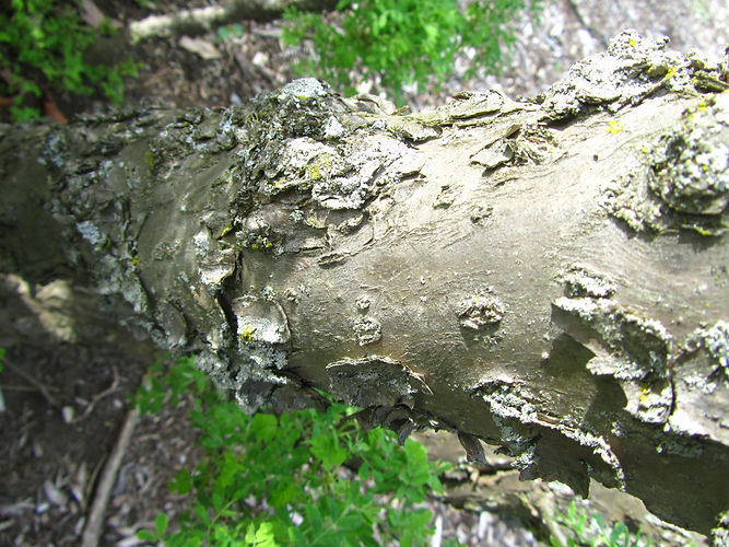 IMG_2203 (Populus tremuloides).jpg