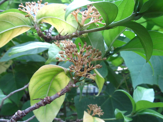 IMG_2203 (Populus tremuloides).jpg