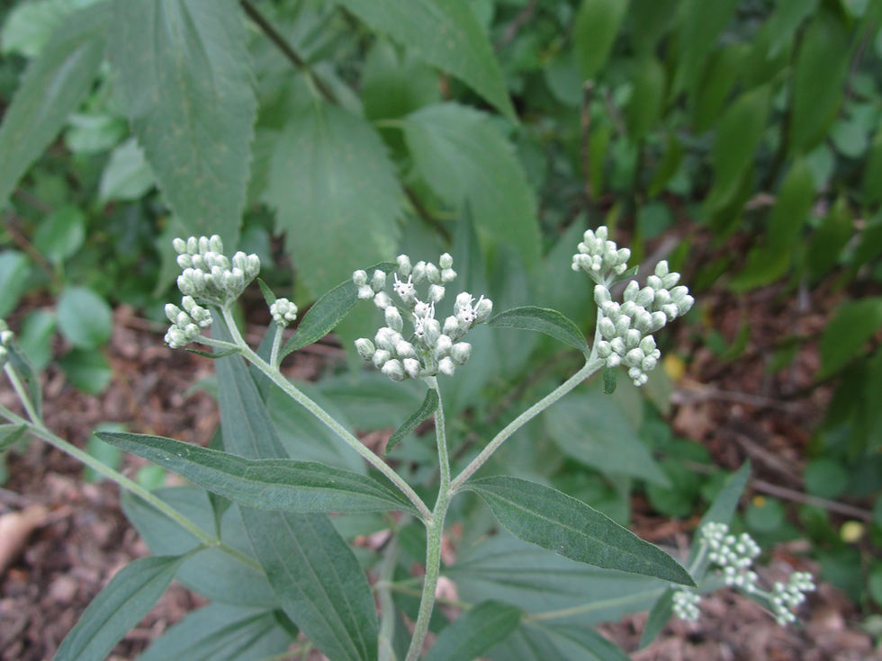 Eupatorium serotinum
