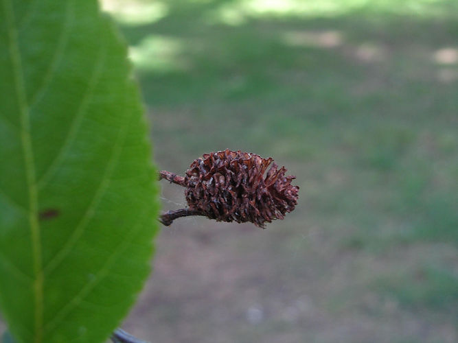 IMG_2203 (Populus tremuloides).jpg