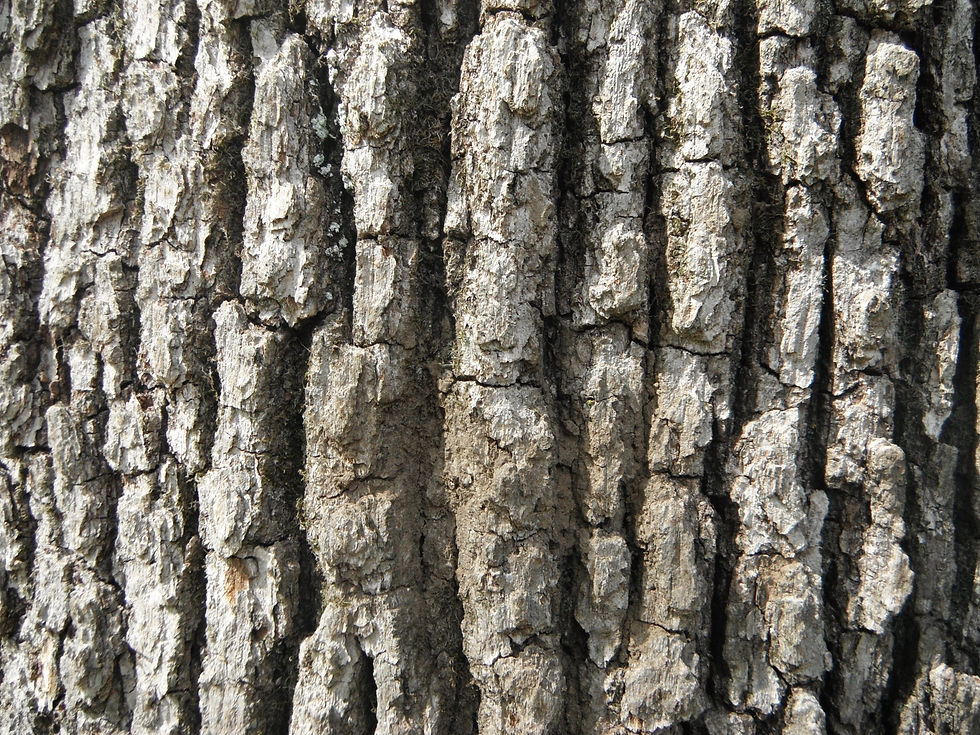 Quercus alba